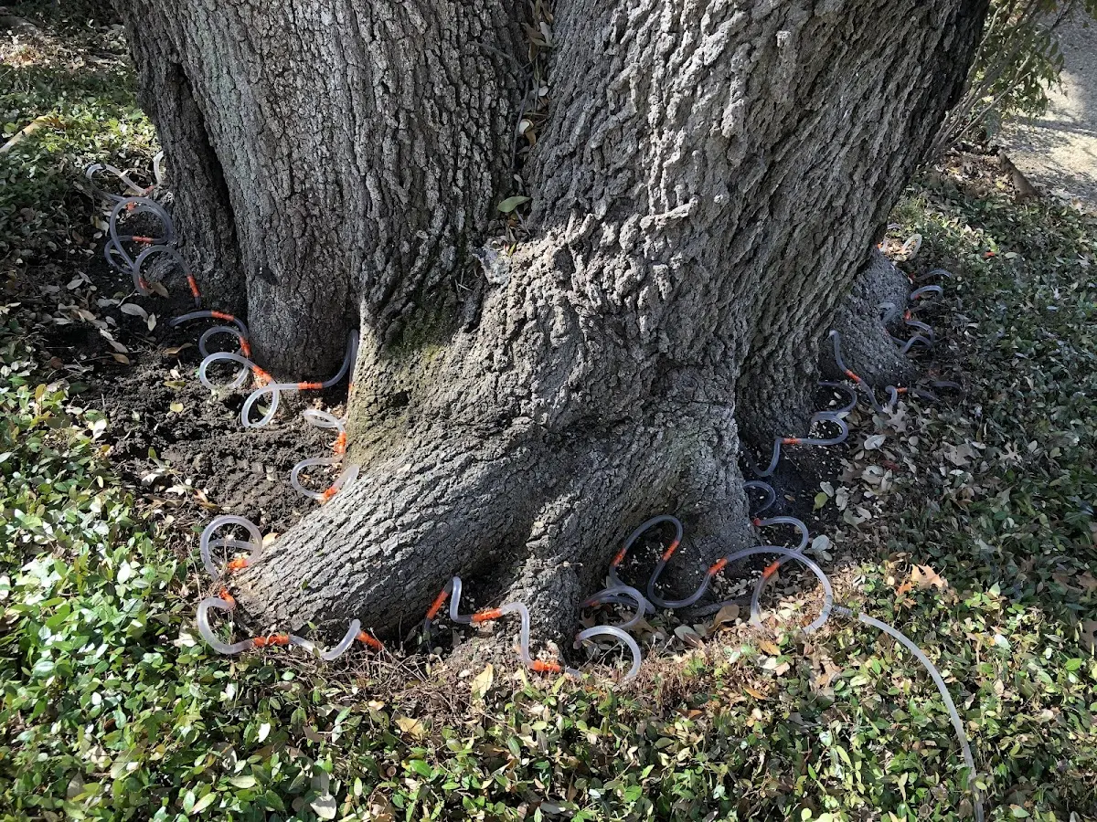 Detailed Tree Cabling and Bracing job site in Geyserville